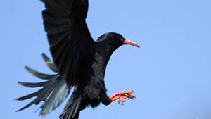 chough achill island